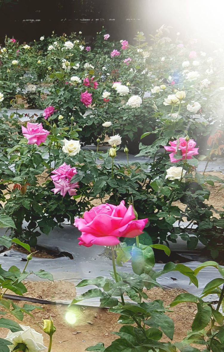 三闺蜜去三亚,跟闺蜜带孩子去三亚