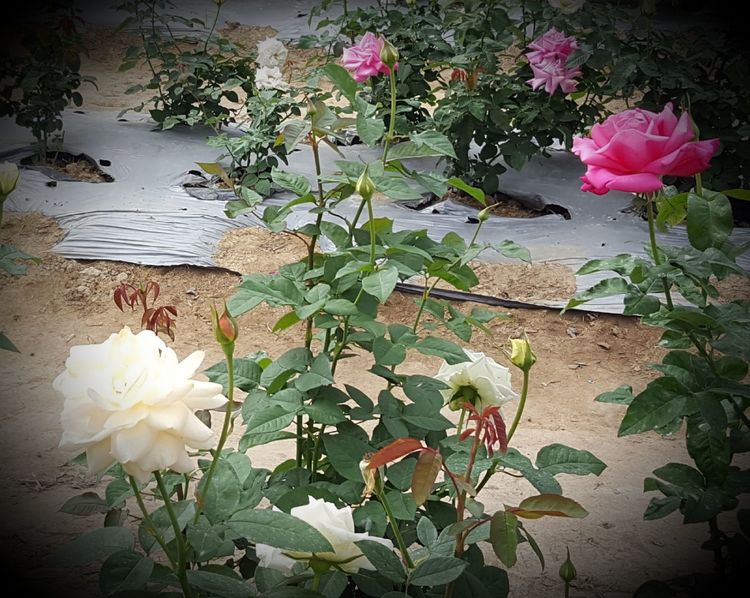 三闺蜜去三亚,跟闺蜜带孩子去三亚