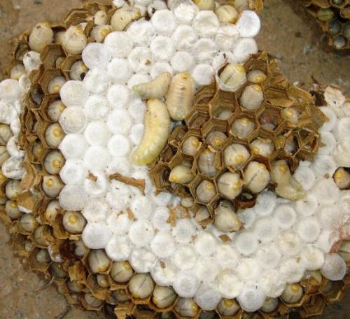 农村常吃的十种虫子,中国可以吃的六种虫子你敢吃吗