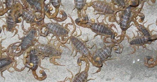 农村常吃的十种虫子,中国可以吃的六种虫子你敢吃吗