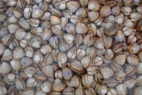 100元一斤的海鲜排行榜,10多元一斤堪称便宜又好吃的海鲜