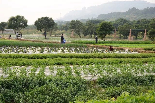 风风火火河南婆闯荡东莞成巾帼