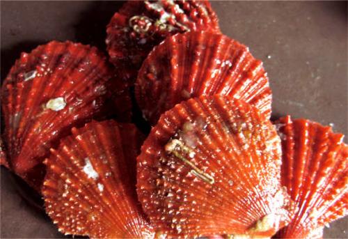 100元一斤的海鲜排行榜,10多元一斤堪称便宜又好吃的海鲜