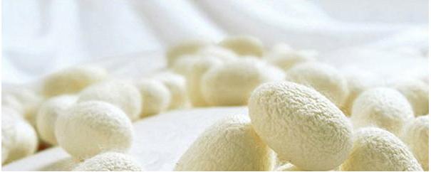 蚕丝跟蛛丝有什么区别,蚕丝与蜘蛛丝区别视频