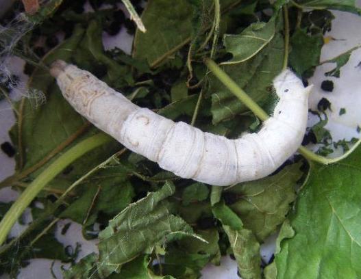 蚕丝跟蛛丝有什么区别,蚕丝与蜘蛛丝区别视频