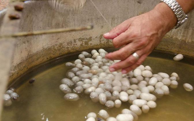 蚕丝跟蛛丝有什么区别,蚕丝与蜘蛛丝区别视频