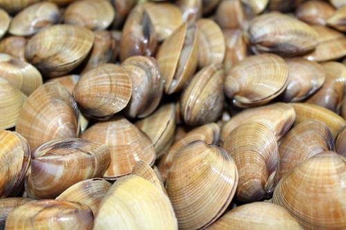 100元一斤的海鲜排行榜,10多元一斤堪称便宜又好吃的海鲜