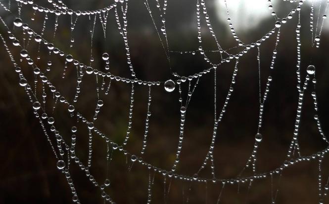 蚕丝跟蛛丝有什么区别,蚕丝与蜘蛛丝区别视频