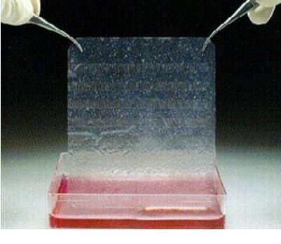 蚕丝跟蛛丝有什么区别,蚕丝与蜘蛛丝区别视频