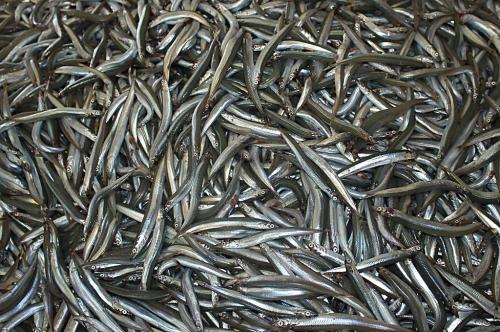 100元一斤的海鲜排行榜,10多元一斤堪称便宜又好吃的海鲜