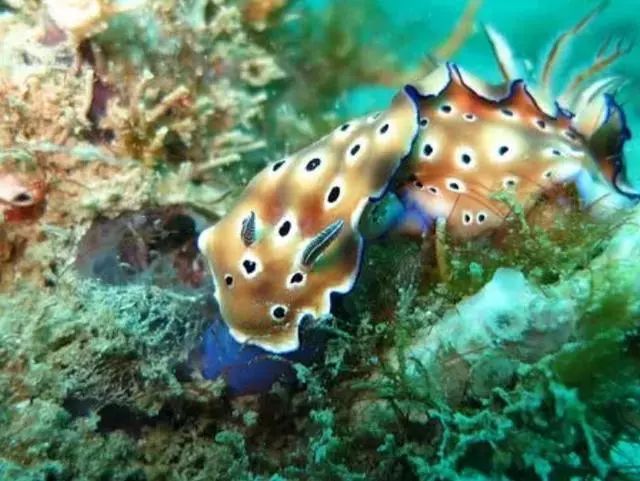 世界最美的私人森林岛屿,全世界最浪漫的岛屿