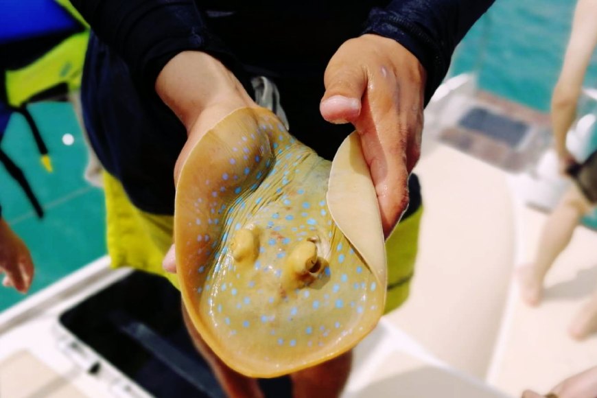 泰国旅游要懂哪些英语,泰国旅游必须知道的9个提示