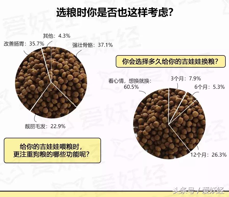 爱妖经大数据|中国吉娃娃犬家庭主粮调研报告
