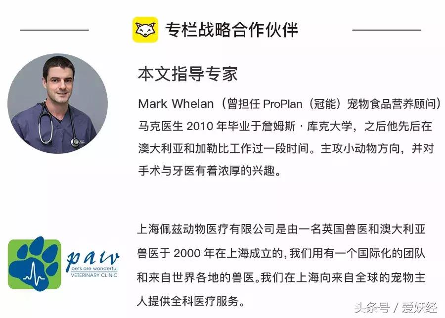 爱妖经大数据|中国吉娃娃犬家庭主粮调研报告