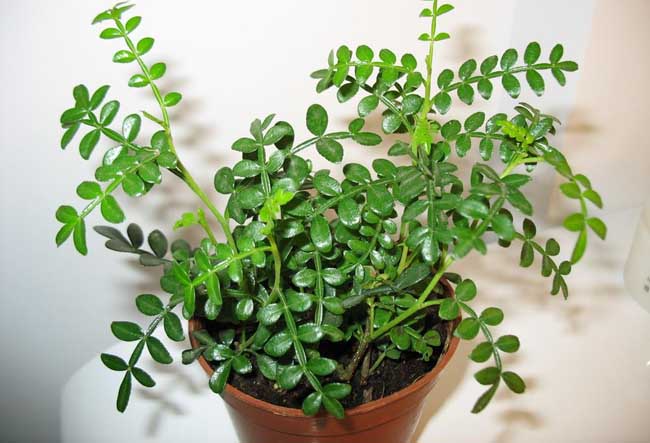 清香木的养殖方法-清香木养殖的病害防治