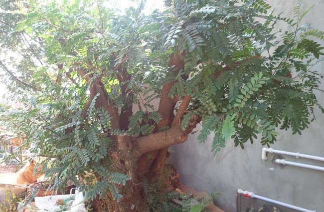 清香木的养殖方法-清香木养殖的病害防治