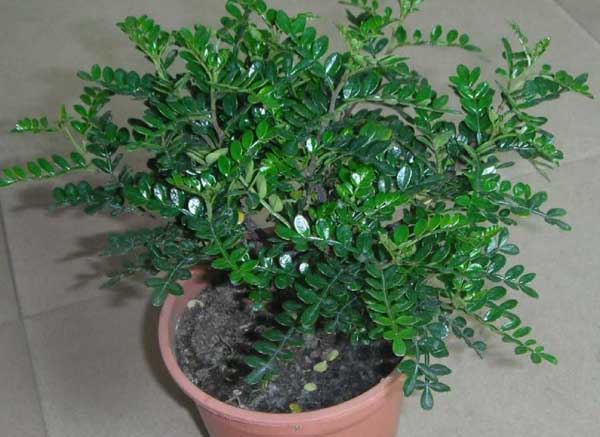 清香木的养殖方法-清香木养殖的病害防治