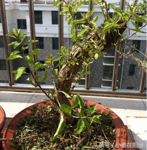 野生枸杞插枝种植方法,春天枸杞盆栽