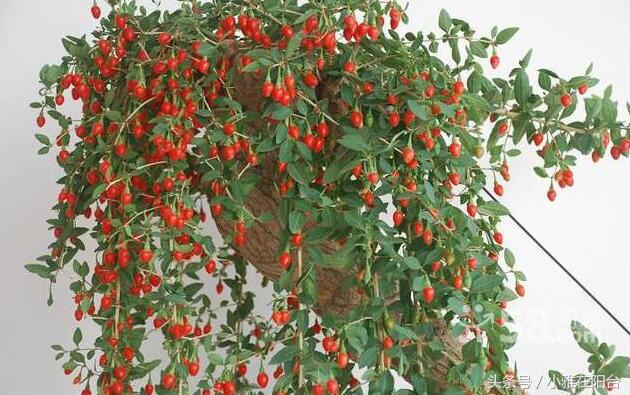 野生枸杞插枝种植方法,春天枸杞盆栽