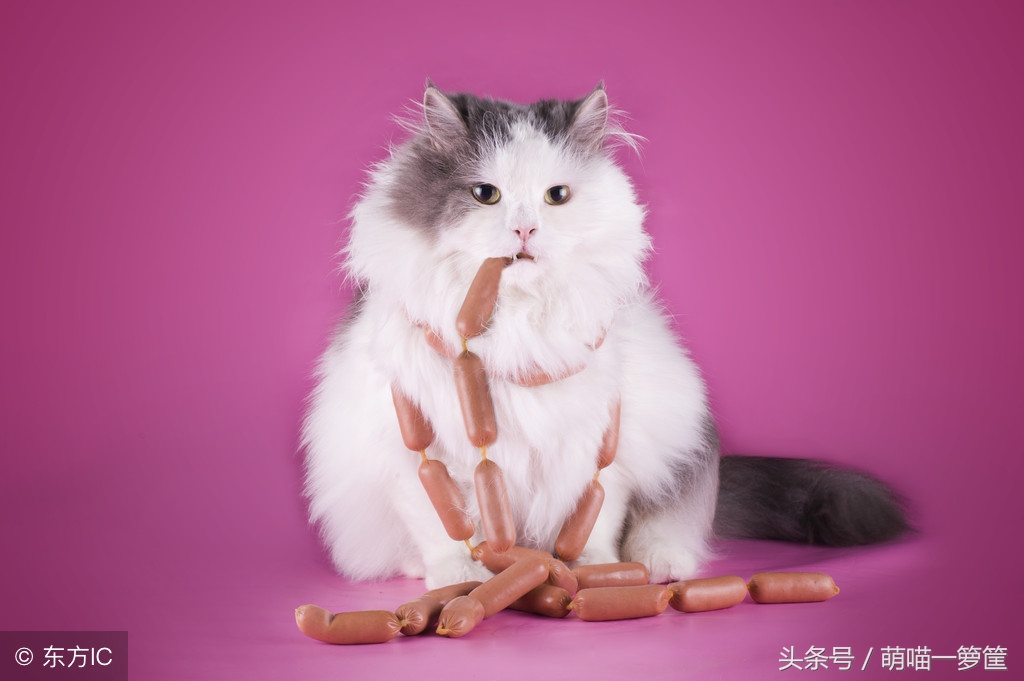 家里的猫太胖了,家里猫太皮怎么办