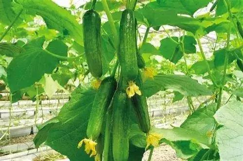 美过花海，不输果园，请收下这份来自汇川郊外的礼物……