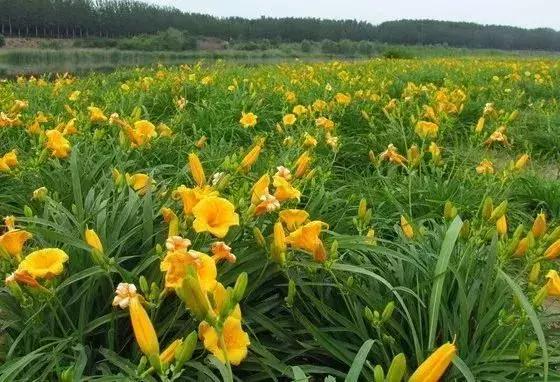 美过花海，不输果园，请收下这份来自汇川郊外的礼物……