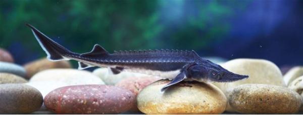 爆浆鱼子酱颗粒,大颗粒鱼籽合集