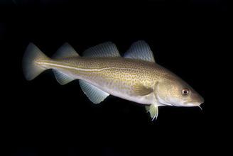 爆浆鱼子酱颗粒,大颗粒鱼籽合集