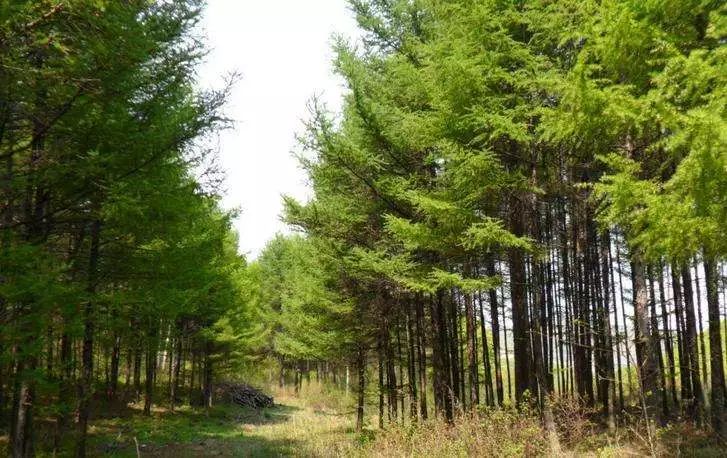 林权证有几户可以分开吗,林权证分户要多久时间