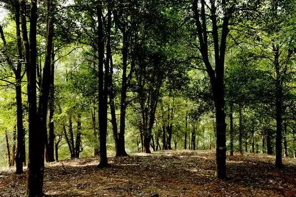 林权证有几户可以分开吗,林权证分户要多久时间