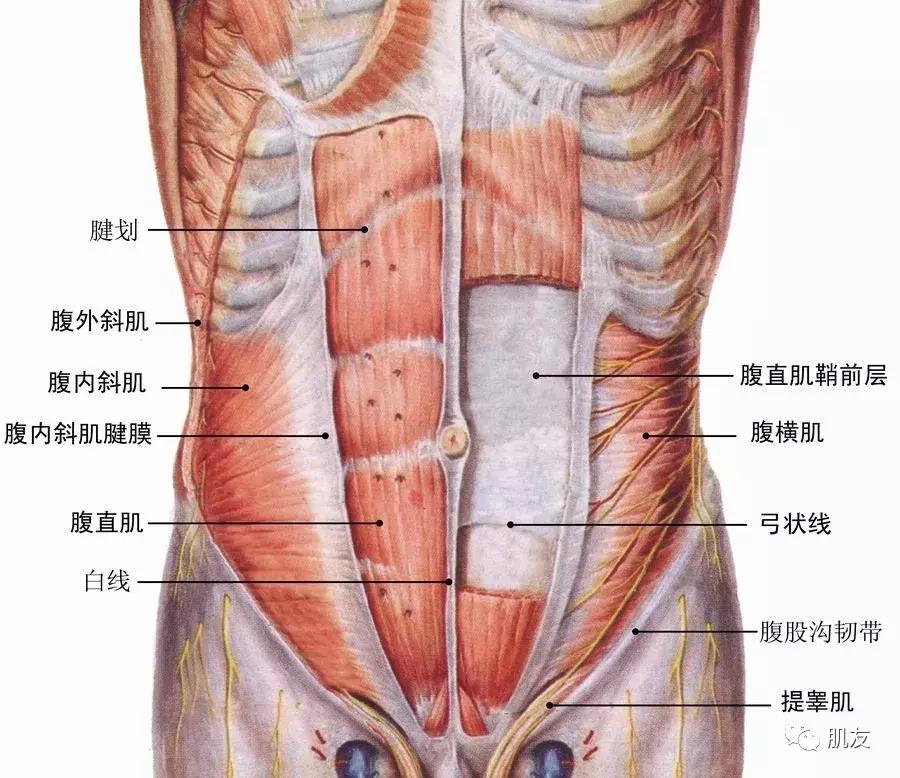 练腹肌时怎么避免脖子发力,练腹肌脖子会酸的四种原因