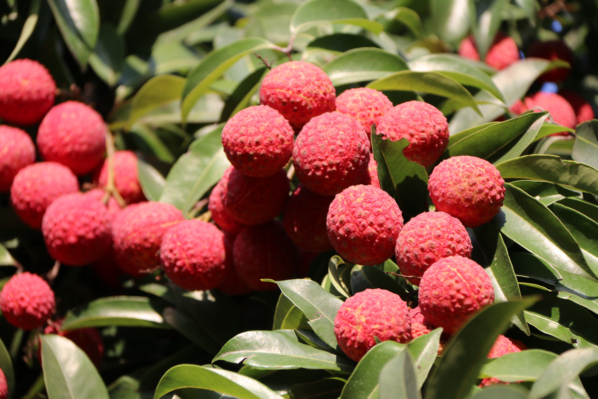 一月的应季水果有什么,一年之中各个月份的应季水果