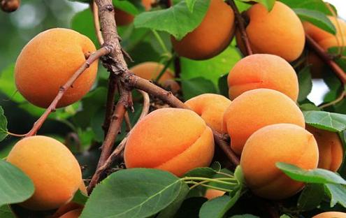 一月的应季水果有什么,一年之中各个月份的应季水果