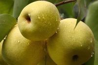 一月的应季水果有什么,一年之中各个月份的应季水果