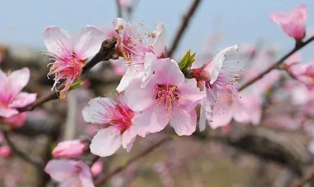 一年之计在春行,一年之计在春天完整版