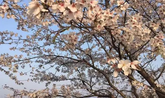 一年之计在春行,一年之计在春天完整版