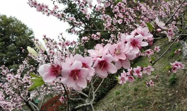 一年之计在春行,一年之计在春天完整版