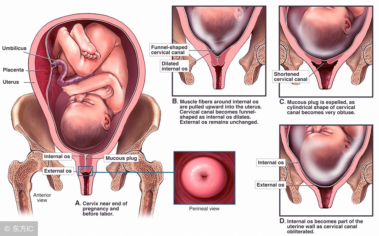 孕晚期（妊娠30—41周）产检内容，宝宝也在期待和爸爸妈妈的见面