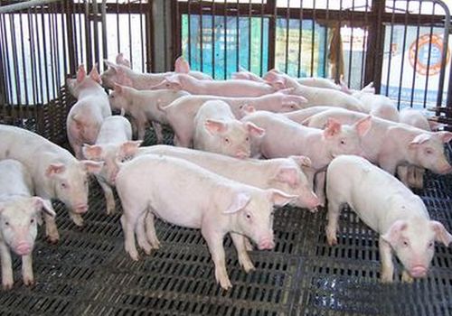 母猪怎么养科学,母猪养殖最好的方法