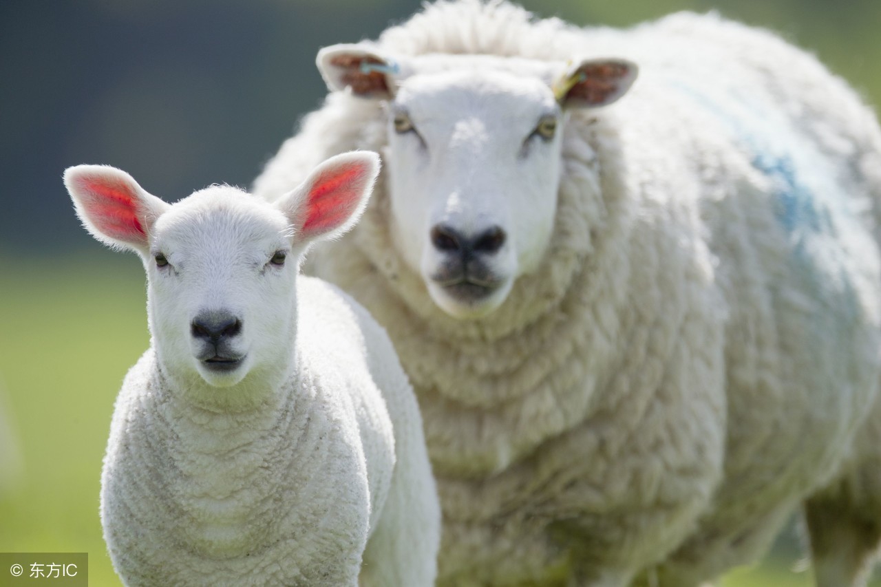 母羊怀孕后期的饲养管理方法,母羊分娩和羊羔管理注意事项