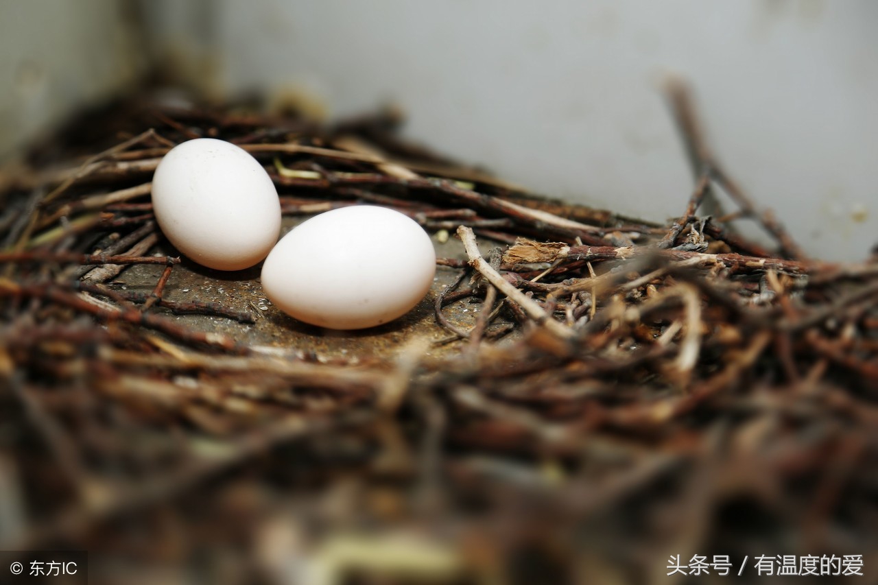鸽子每次都有一个无精蛋,鸽子无精蛋增多怎么回事