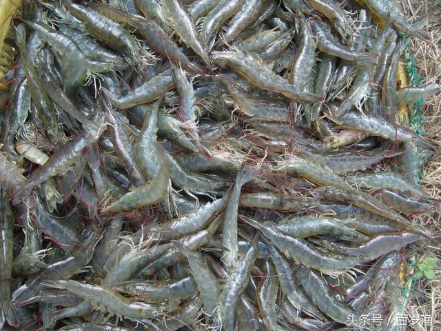 南美白对虾怎么养殖全过程,工厂化养南美白对虾怎么控亚盐