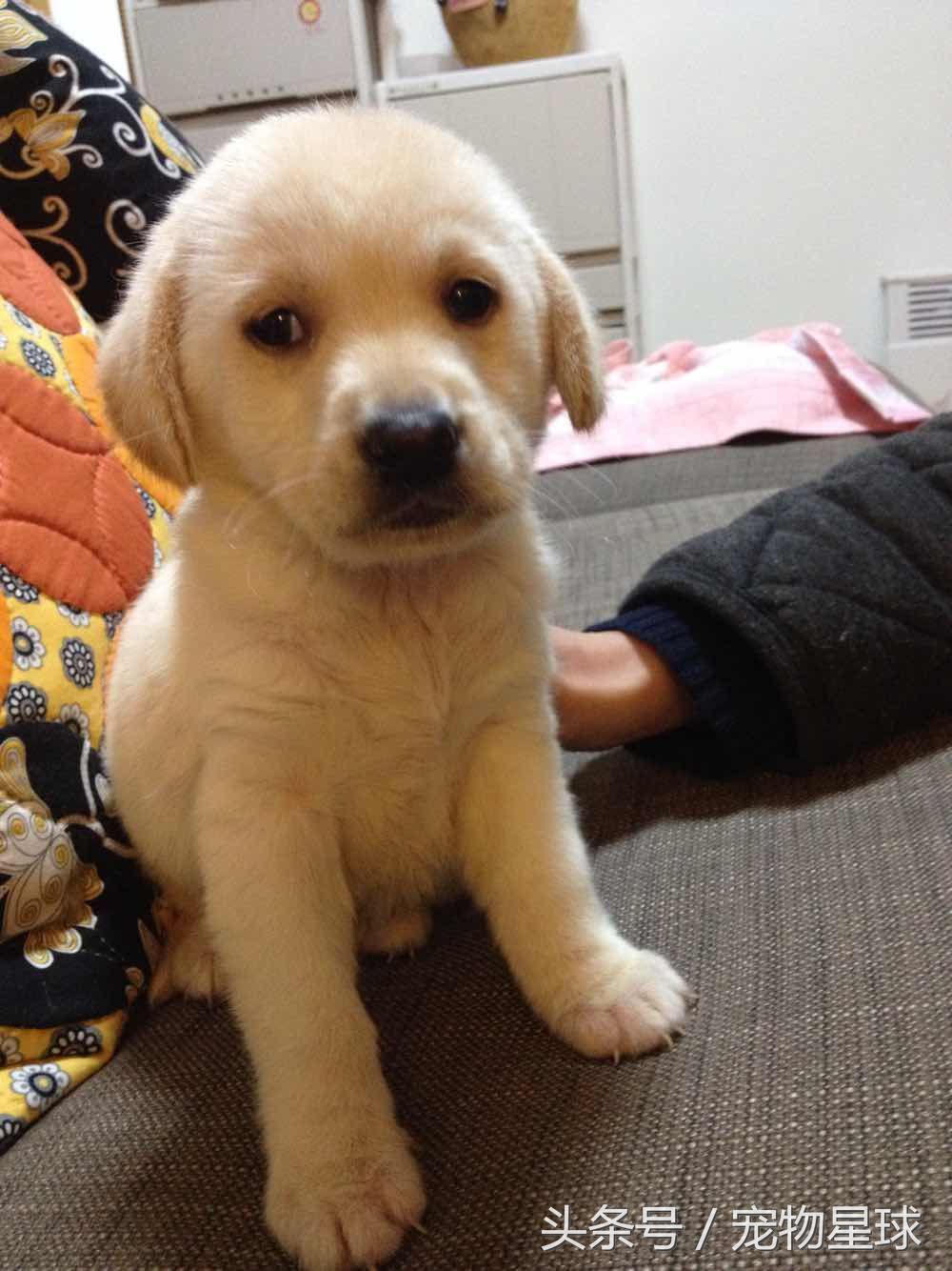 拉布拉多生病了可以打疫苗吗,拉布拉多5个月不会有糖尿病吧