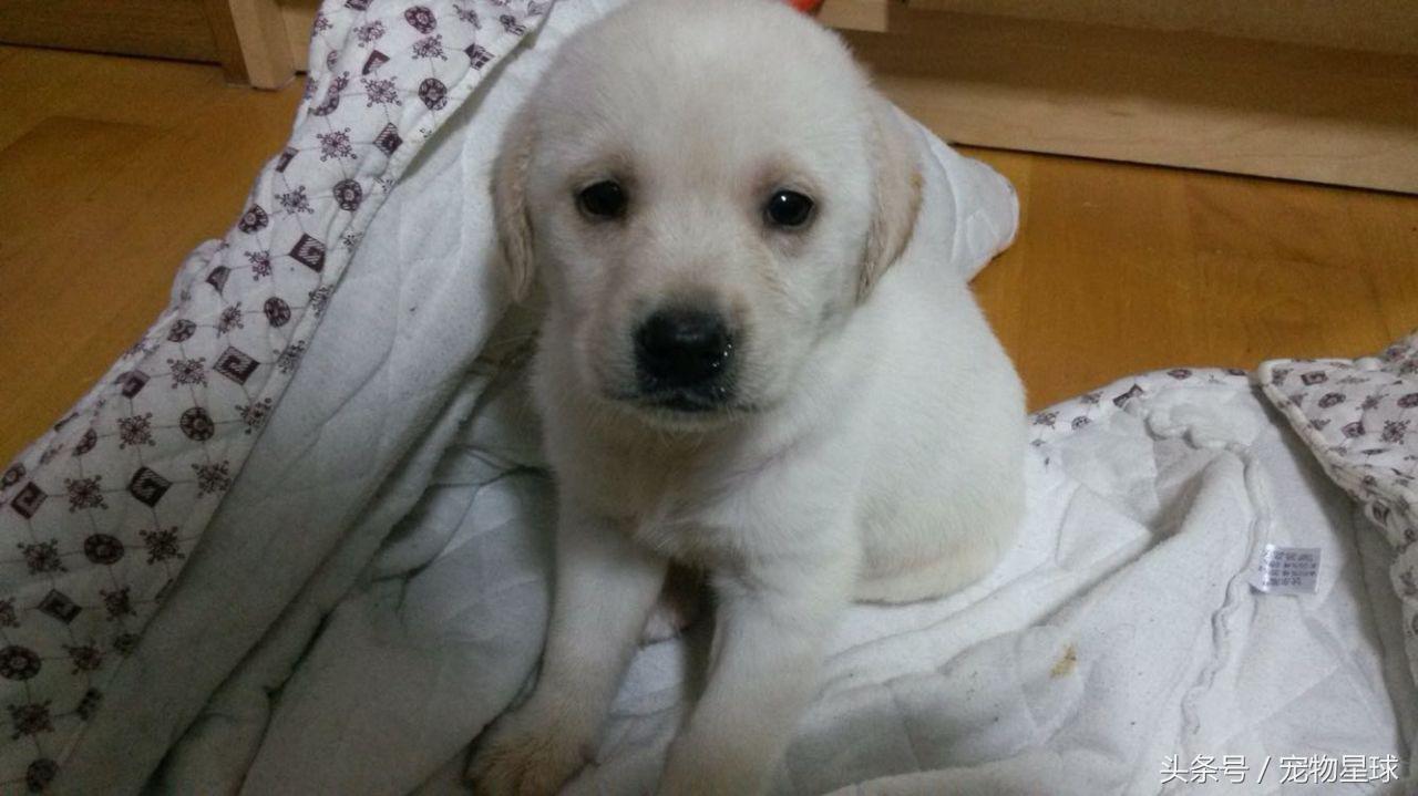 拉布拉多生病了可以打疫苗吗,拉布拉多5个月不会有糖尿病吧