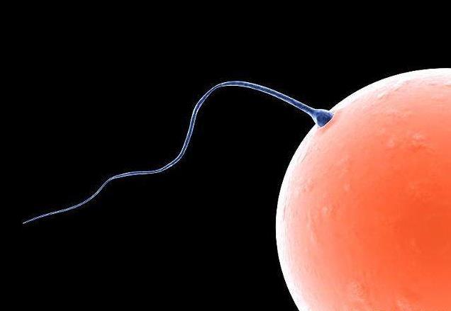 备孕期间过了排卵期需要注意什么,排卵期备孕成功后有什么症状