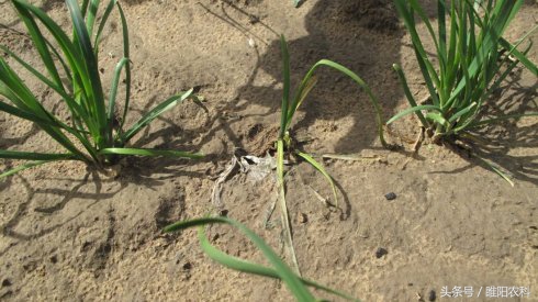 韭菜有什么病害怎么防治,韭菜上面的虫怎么治