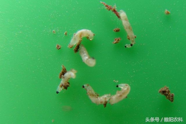 韭菜有什么病害怎么防治,韭菜上面的虫怎么治