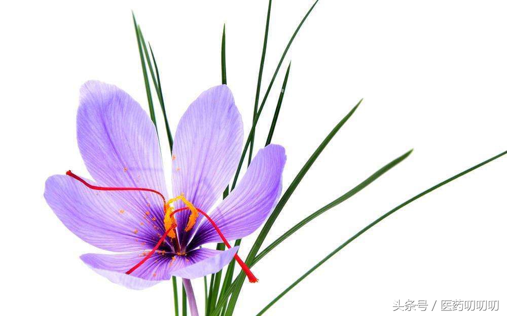 藏红花都有什么功效都可以怎么用,藏红花有哪些功效和正确使用方法