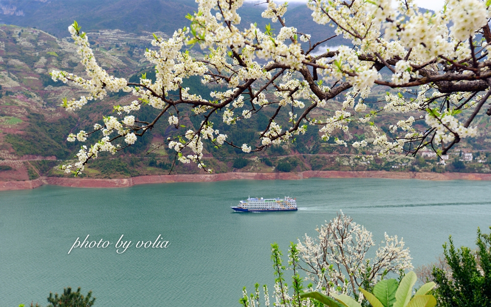 春日乐赏李花“雪”巫山曲尺等你来