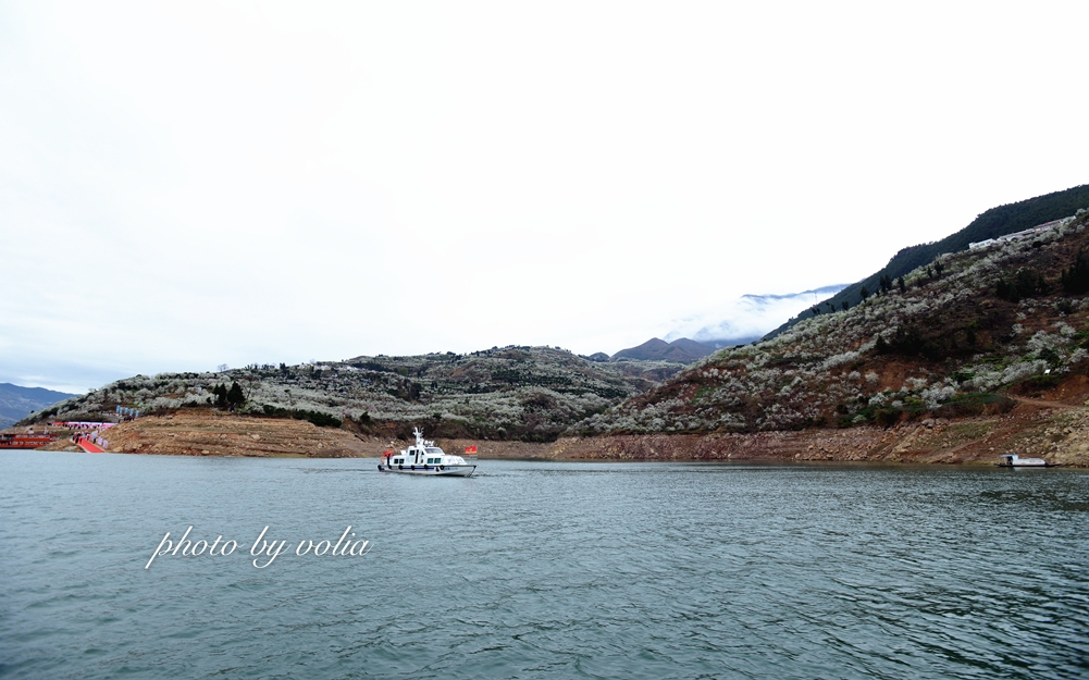 春日乐赏李花“雪”巫山曲尺等你来